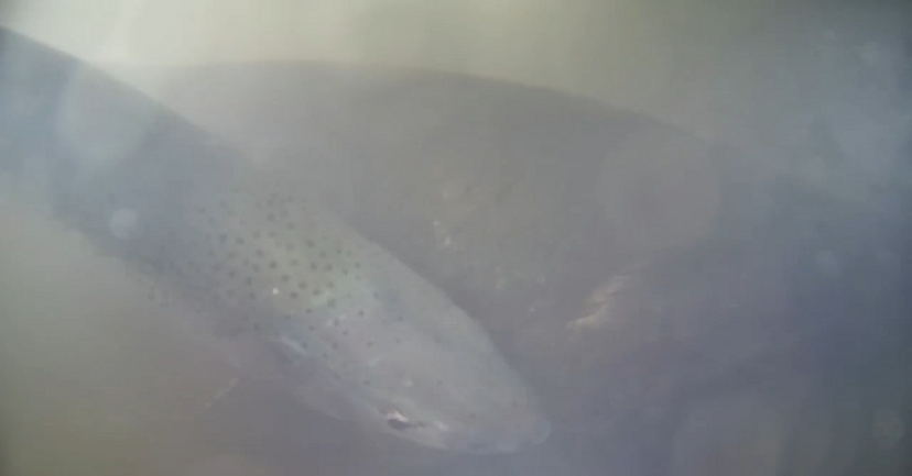 layout:standalone 平台投入运行首日记录到的巨型 Chinook salmon